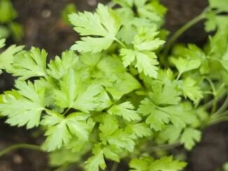 salsa fresca