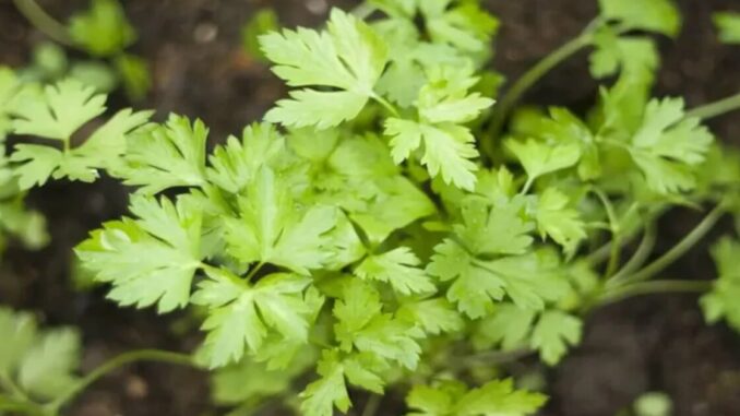 salsa salsa fresca